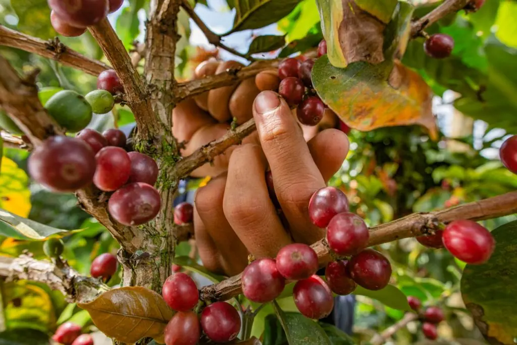 A person picking coffee beans form a plant